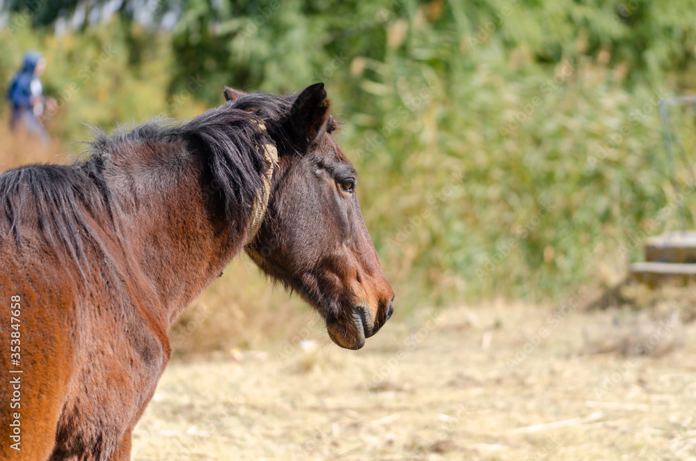 The portrait of the brown horse.