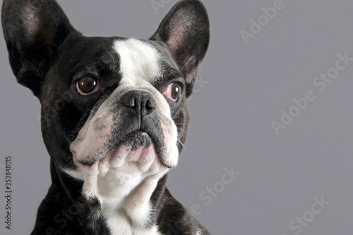 Portrait of a black and withe French bulldog dog facing left on a grey background. Good friends concept