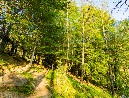 Vistas durante la subida al monte Adarra, arboles, ovejas etc. photo