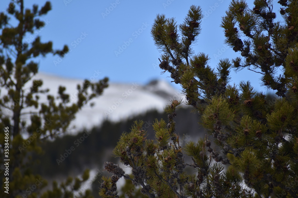 pine trees and blue sky pine trees and blue sky