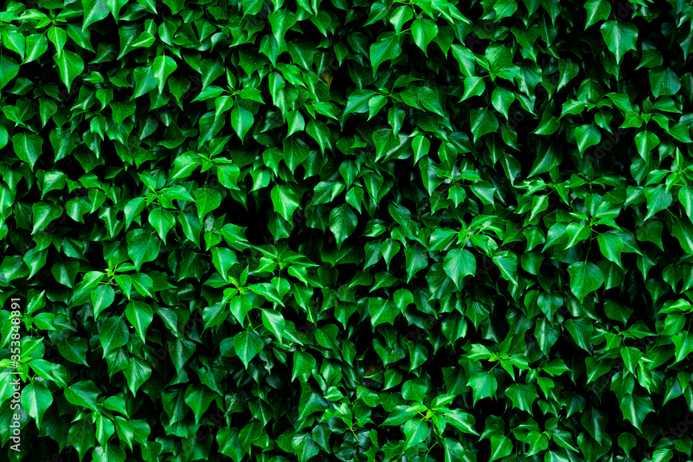 Pared hecha con hojas de un jardín Pared hecha con hojas de un jardín