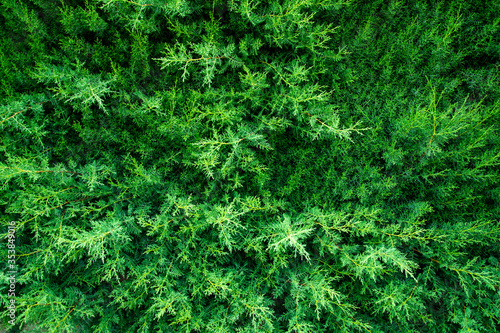 Textura naturaleza pinos © JoseLuis
