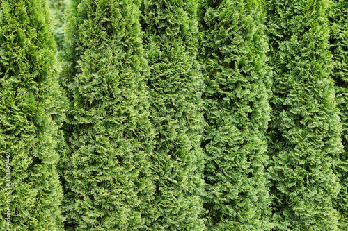 Beautiful green cypresses in a row