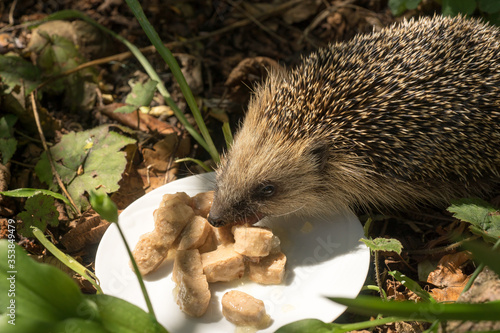 European hedgehog (Erinaceus europaeus) eating cat food on a plate in a garden