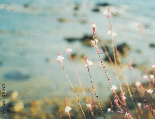 beautiful wildflowers on a thin stem flowers on a background of the sea, natural minimalistic background and texture