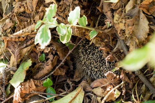 European hedgehog (Erinaceus europaeus) sleeping inside its nest made of dry leaves