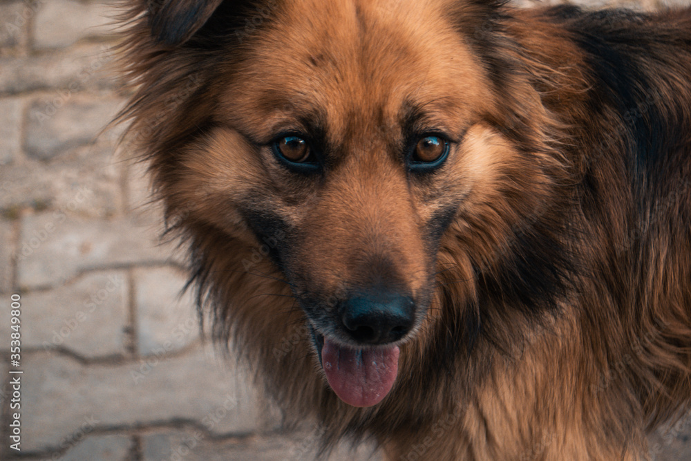 portrait of a german shepherd portrait of a german shepherd