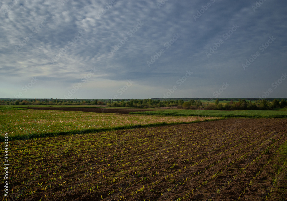 plowed field and blue sky