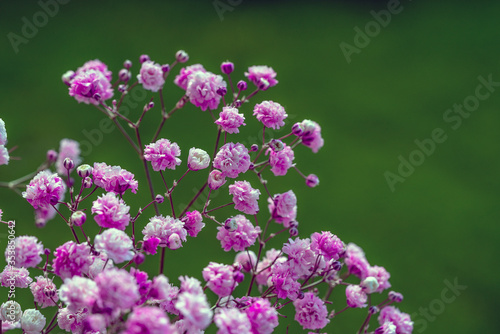 Gypsophila rosa