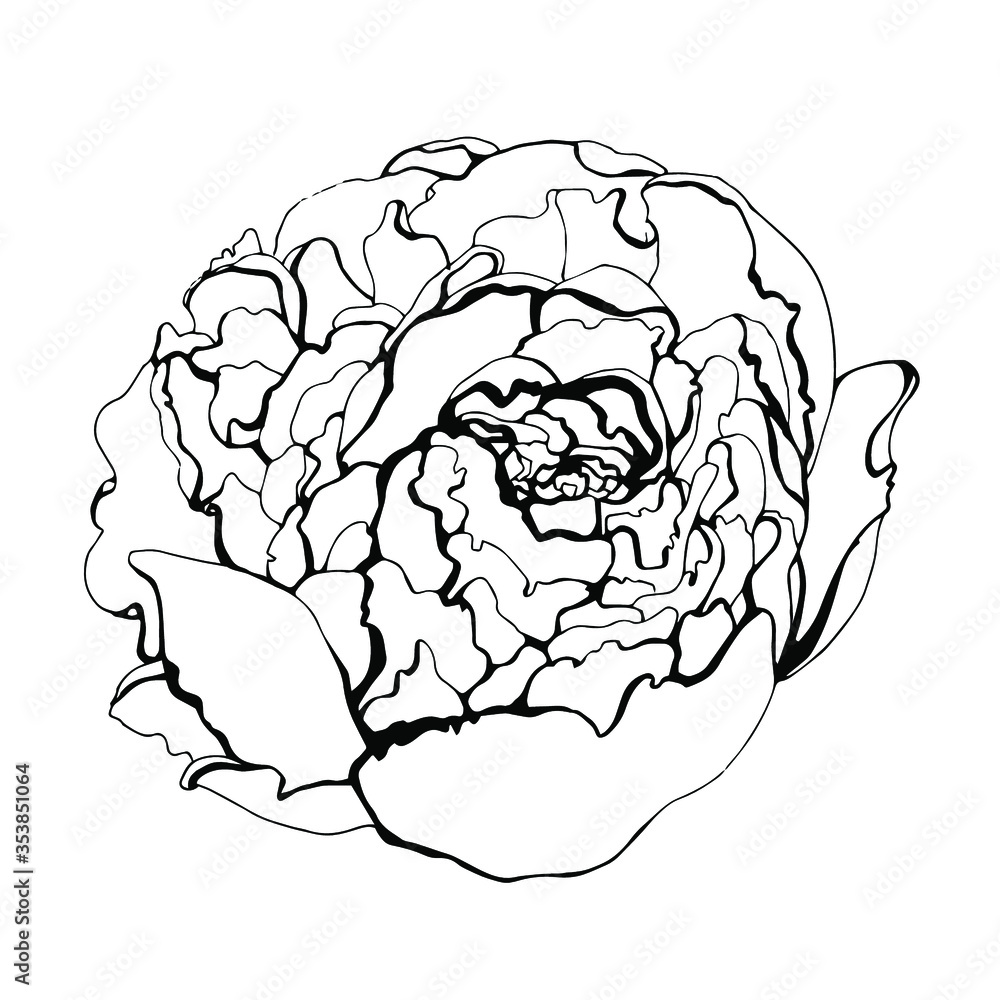 Hand drawn beautiful peony. Leaner Hand drawn beautiful peony. Leaner