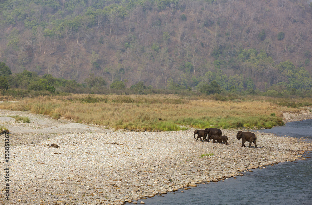 Asiatic elephants crossing the Ramganga river at Jim Corbett Wildlife National park Asiatic elephants crossing the Ramganga river at Jim Corbett Wildlife National park