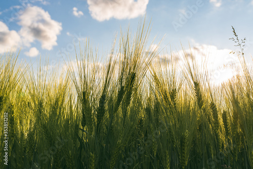 Green wheat on the field in spring. Selective focus  shallow DOF background.