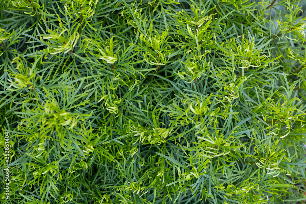 background of green grass background of green grass