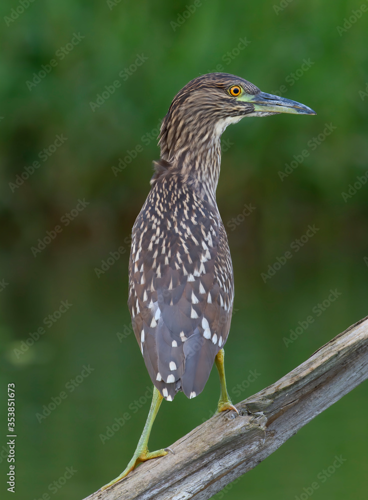 Black-crowned Night Heron (Nycticorax nycticorax) juvenile standing on a log hunting over a local pond in Ottawa, Canada Black-crowned Night Heron (Nycticorax nycticorax) juvenile standing on a log hunting over a local pond in Ottawa, Canada