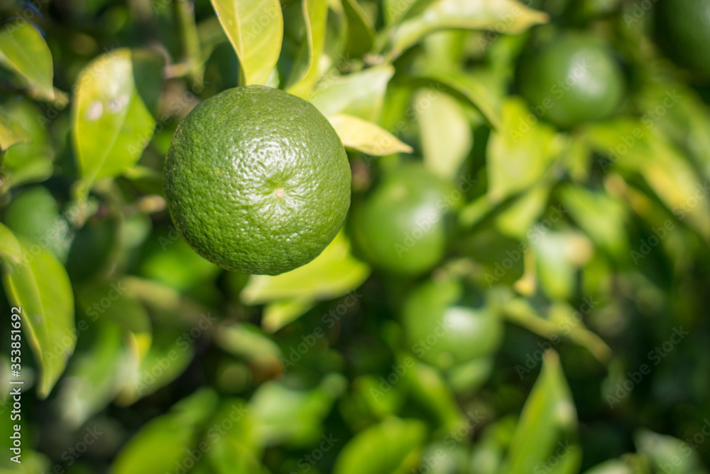 Bush of lime. Fresh citrus fruits. Juicy green color. Organic foods for a healthy diet. Peel of ripe lime. Vitamin C content in foods. A generous harvest. Tequila appetizer. Fruit background. Bush of lime. Fresh citrus fruits. Juicy green color. Organic foods for a healthy diet. Peel of ripe lime. Vitamin C content in foods. A generous harvest. Tequila appetizer. Fruit background.