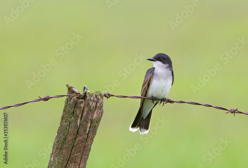 Eastern kingbird perched on a barbed wire fence in Ottawa, Canada © Jim Cumming