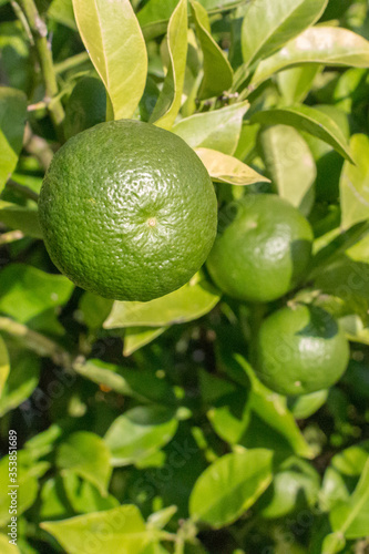 Bush of lime. Fresh citrus fruits. Juicy green color. Organic foods for a healthy diet. Peel of ripe lime. Vitamin C content in foods. A generous harvest. Tequila appetizer. Fruit background.