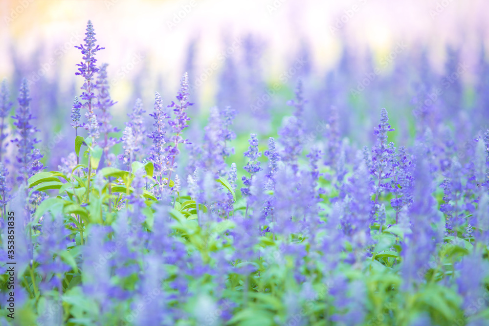 Obraz premium Beautiful soft focus or selective focus on purple or violet lavender flower meadow field on the garden.