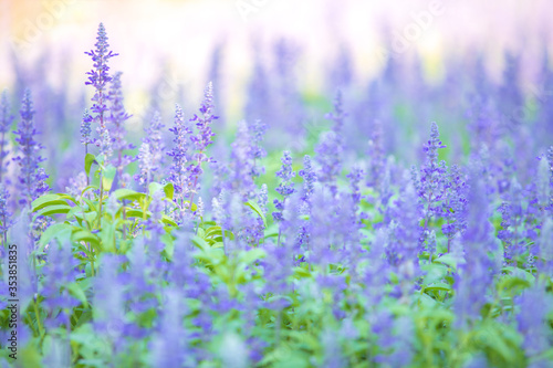 Beautiful soft focus or selective focus on  purple or violet lavender flower meadow field on the garden.
