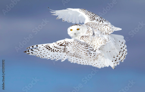 Snowy owl (Bubo scandiacus) with wings spread flying against a blue sky hunting over a snow covered field in Ottawa, Canada