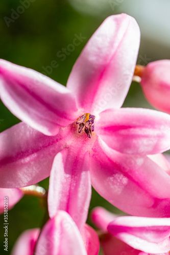 Pink hyacinth flower