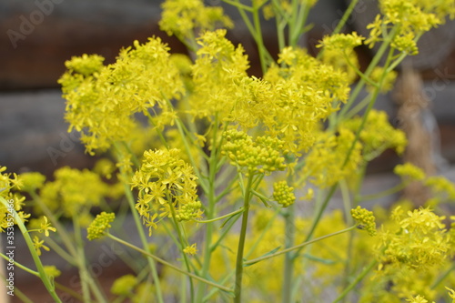 woad in flower (Isatis tinctoria) known also as dyer's woad or glastum. photo