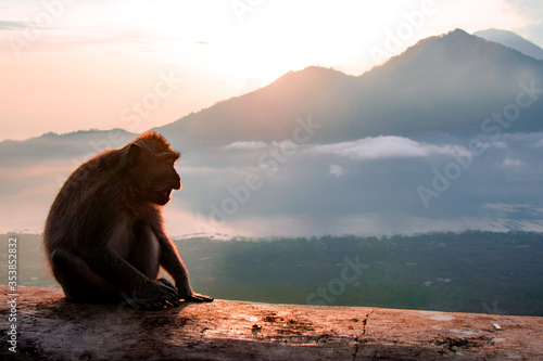 Silhouette monkey in the mountains © yuliyatrukhan
