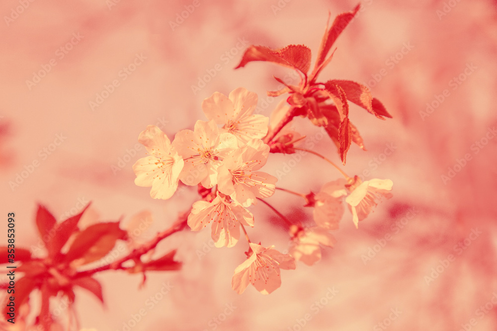 beautiful branch of cherry blossom in coral shades