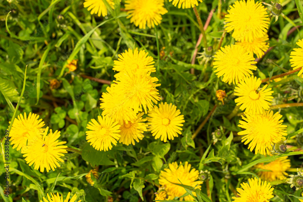 yellow dandelions on white grass. summer background yellow dandelions on white grass. summer background