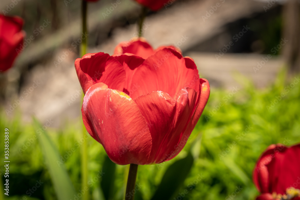 May tulips are blooming in the flower beds in the courtyards of Kronstadt. May tulips are blooming in the flower beds in the courtyards of Kronstadt.