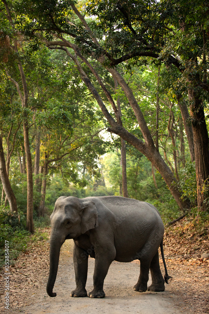 Fototapeta premium Asiatic elephant in the mid of the road, Jim Corbett National Park