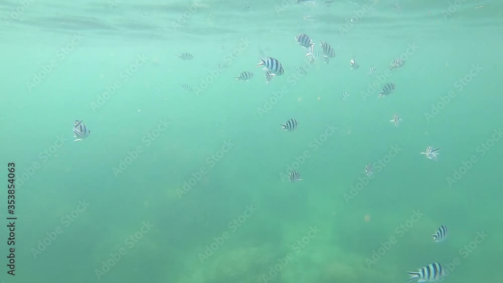 Many small fish swim in the clear sea with sandy floors and corals , reflective surfaces. Many small fish swim in the clear sea with sandy floors and corals , reflective surfaces.