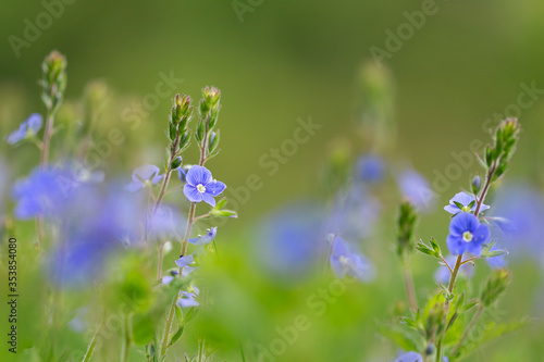 Veronica chamaedrys, the germander speedwell, bird's-eye speedwell, or cat's eyes, is an herbaceous perennial plant in family Plantaginaceae.
