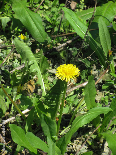 yellow dandelion in green grass