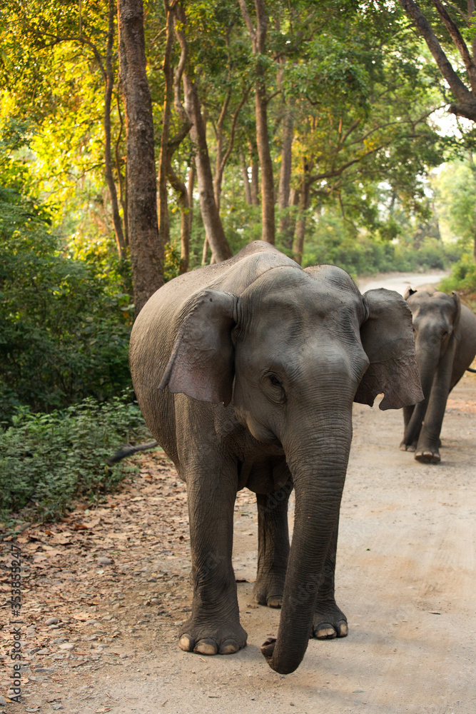 Asiatic elephants coming towards the vechile, Jim Corbett National Park