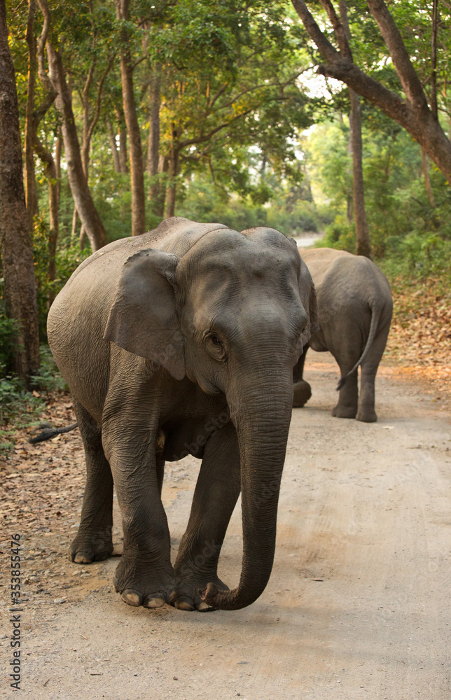 Closeup of Asiatic elephant at Jim Corbett National Park