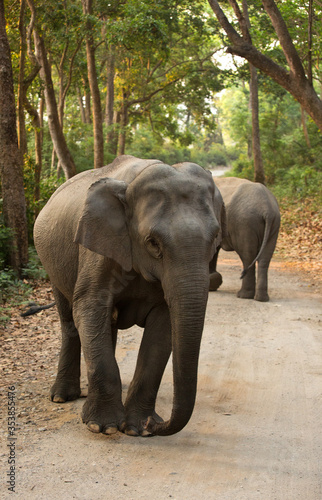 Closeup of Asiatic elephant at Jim Corbett National Park