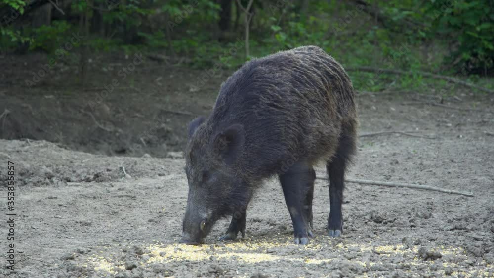 Dominating wild boar Dominating wild boar