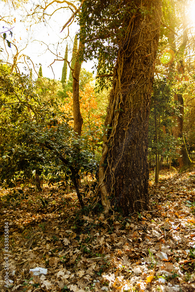 arboles del bosque en otoño con rayos de luz al atardecer arboles del bosque en otoño con rayos de luz al atardecer