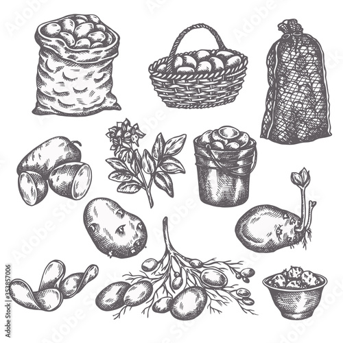 Hand drawn sketch potato vegetable. Vintage illustration of ripe potatoes Farm icons collection