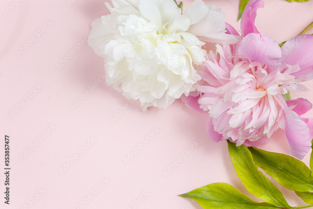 Pink and white peonies on a light pink background. Delicate floral background for cards, congratulations, calendars. Flat lay, top view floral background with empty copy space template.