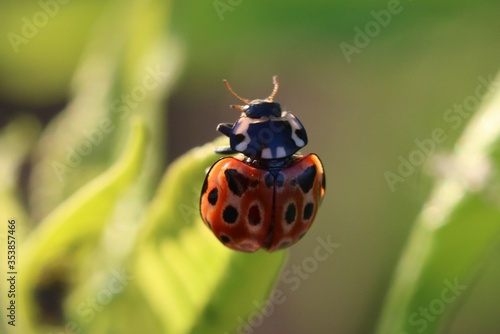 Eyed Ladybird Anatis ocellata . Ladybug preparing to fly from green leaf of bird cherry tree in sunny day photo