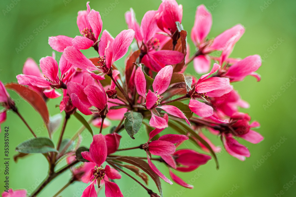 magnificent blooming Paradise Apple tree