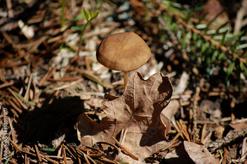 brown mushroom in the autumn forest