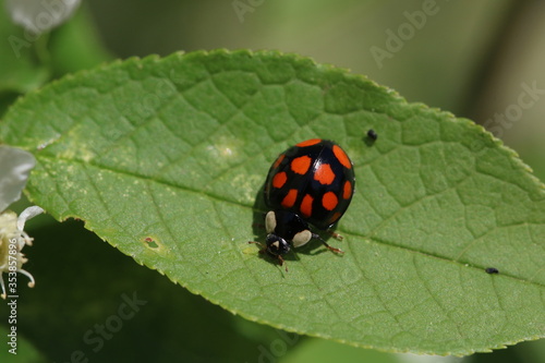 Multicolored black and red Asian Lady Beetle Harmonia axyridis on leaf macro