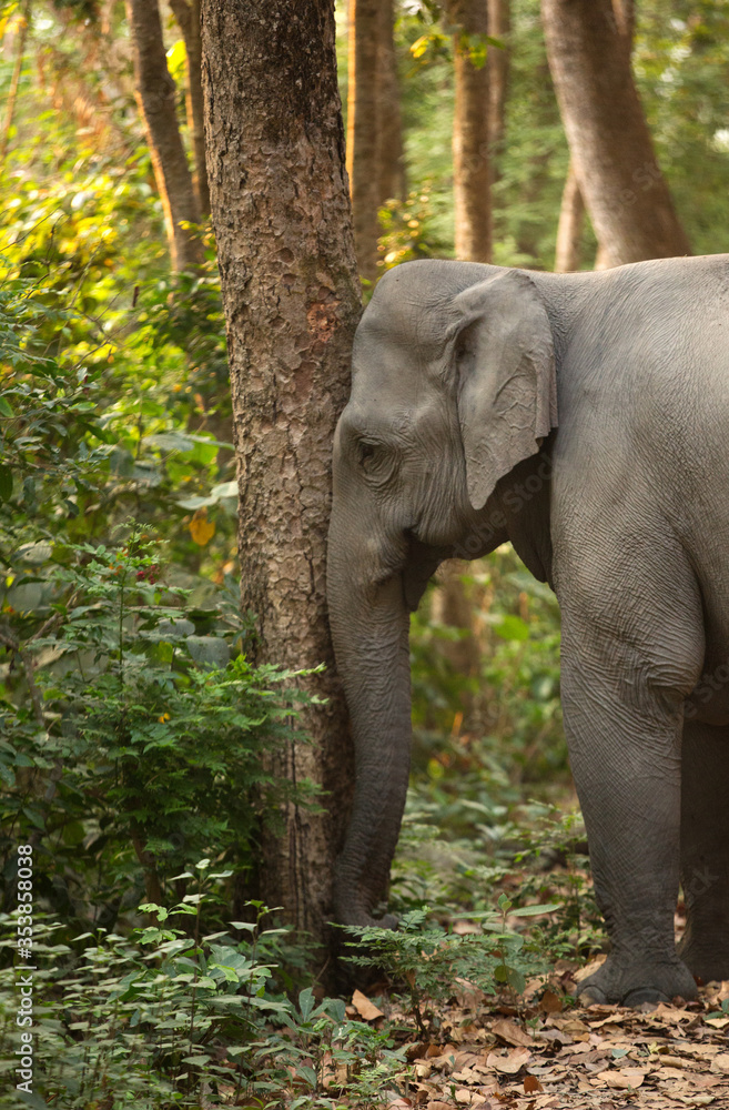 Asiatic elephant rubbing its trunk on the tree, Jim Corbett National Park