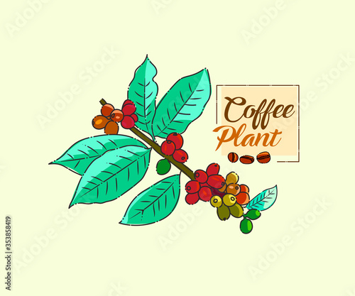 Coffee Plant with different colour seeds