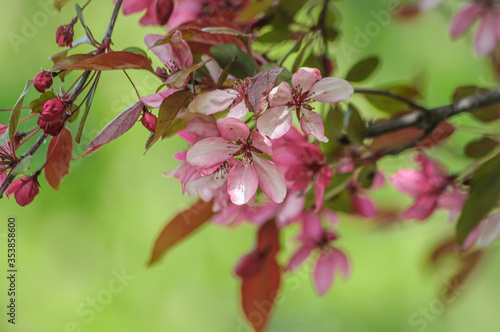 magnificent blooming Paradise Apple tree