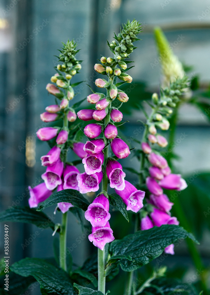Obraz premium Pink purple common foxglove Digitalis purpurea fairy fingers in summer cottage garden