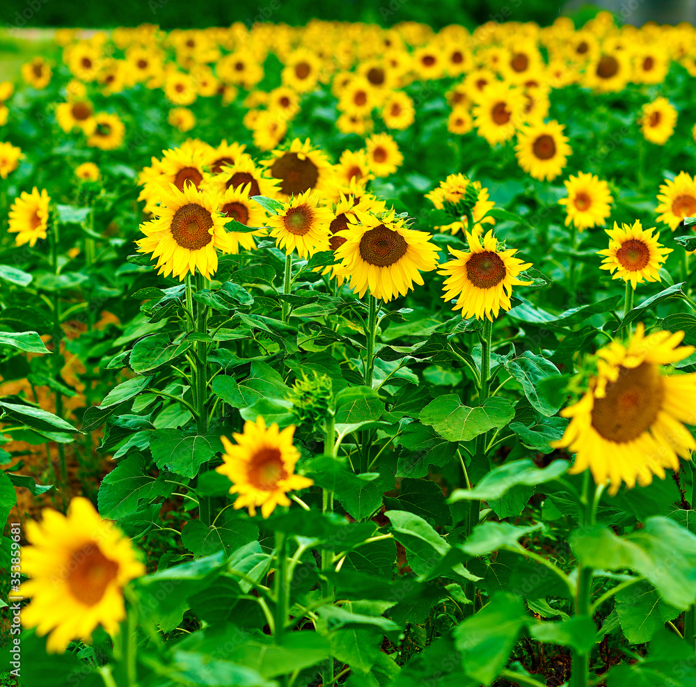 Fototapeta premium sunflower field in summer